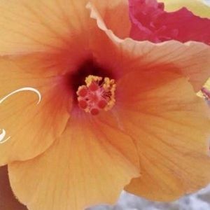 Meet your Posher, Liz